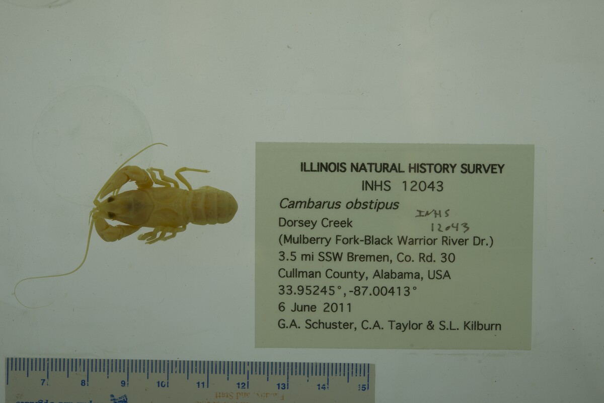Cambarus obstipus image